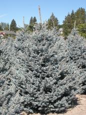 Colorado Spruce